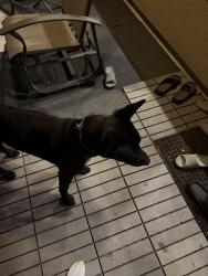 Found/Stray Male Dog last seen Fairford dr , Sugar Land, TX 77479