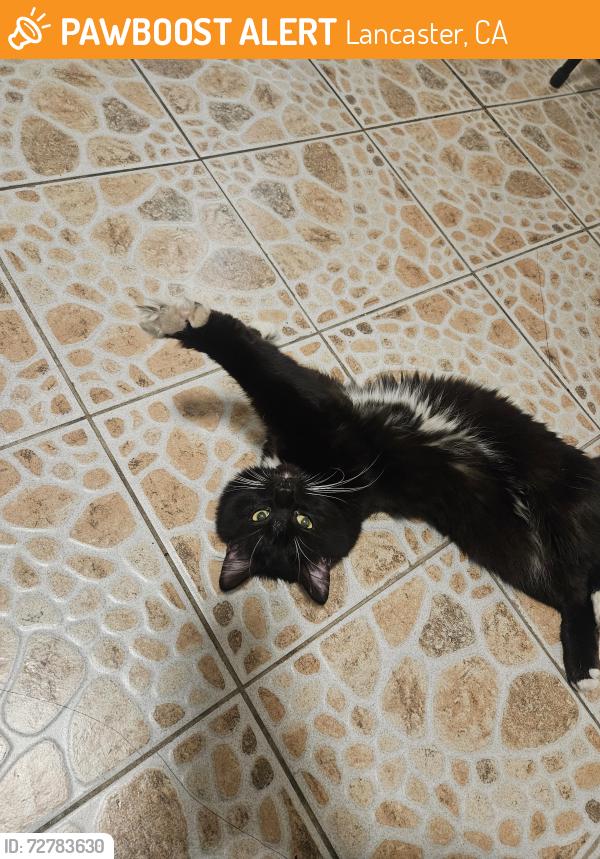 Found/Stray Male Cat last seen Lancaster blvd , Lancaster, CA 93535
