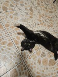 Found/Stray Male Cat last seen Lancaster blvd , Lancaster, CA 93535