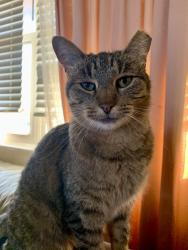 Lost Female Cat last seen Crystal Wood Dr and Petrified Forest Dr, Arnold, MO 63010
