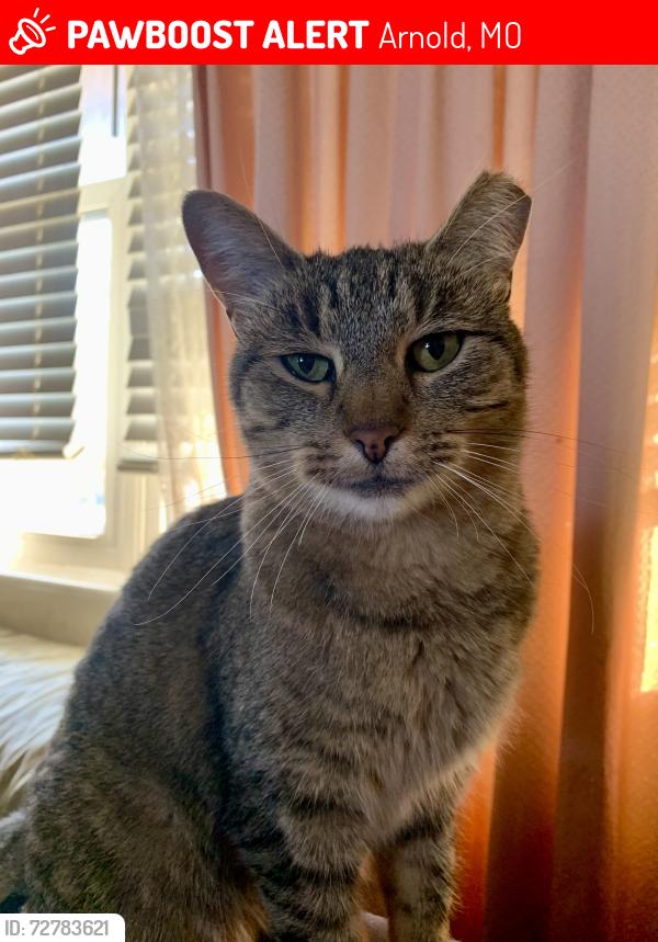 Lost Female Cat last seen Crystal Wood Dr and Petrified Forest Dr, Arnold, MO 63010