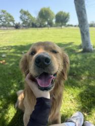 Lost Male Dog last seen Carfax and woodruff, Bellflower, CA 90650