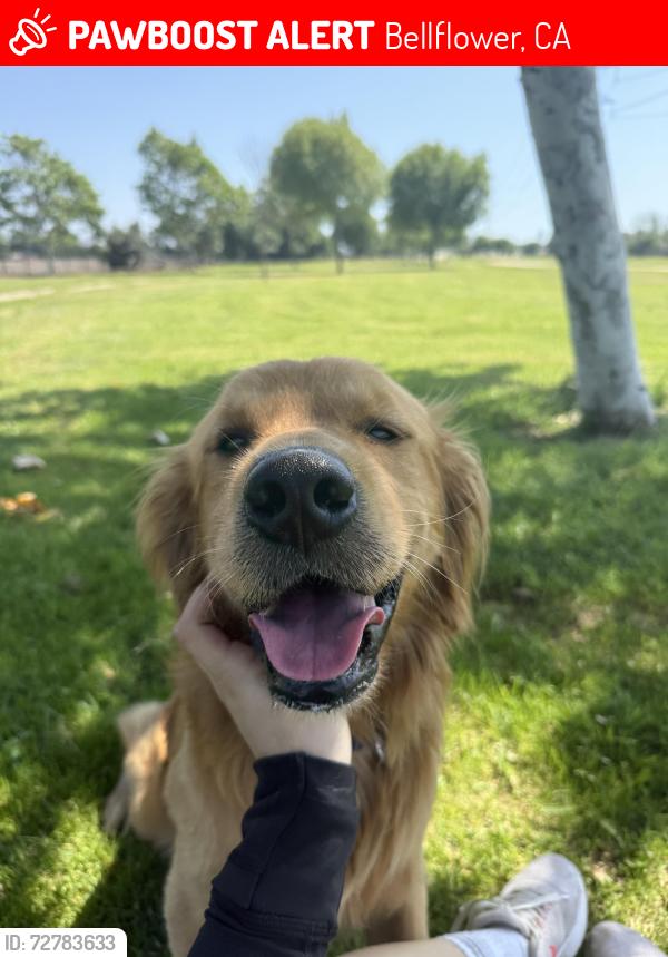 Lost Male Dog last seen Carfax and woodruff, Bellflower, CA 90650