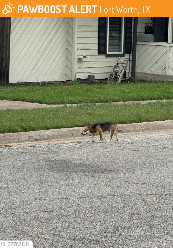 Found/Stray Male Dog last seen Benbrook blvd , Fort Worth, TX 76109