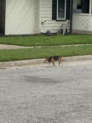 Found/Stray Male Dog last seen Benbrook blvd , Fort Worth, TX 76109