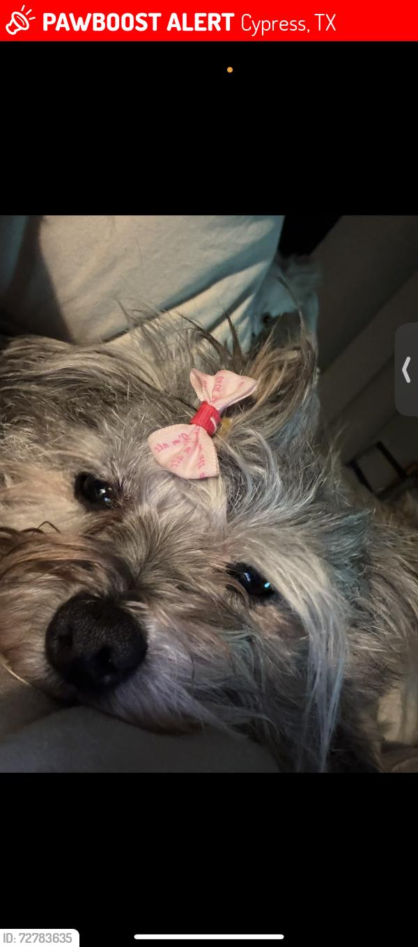 Lost Female Dog last seen Amber hollow lane , Cypress, TX 77429