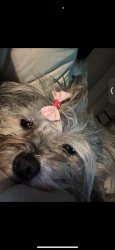Lost Female Dog last seen Amber hollow lane , Cypress, TX 77429