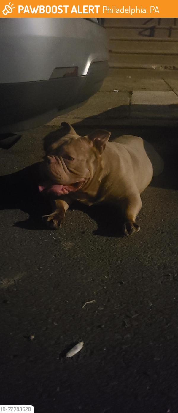 Found/Stray Female Dog last seen 65th & s street, Philadelphia, PA 19142