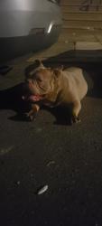 Found/Stray Female Dog last seen 65th & s street, Philadelphia, PA 19142