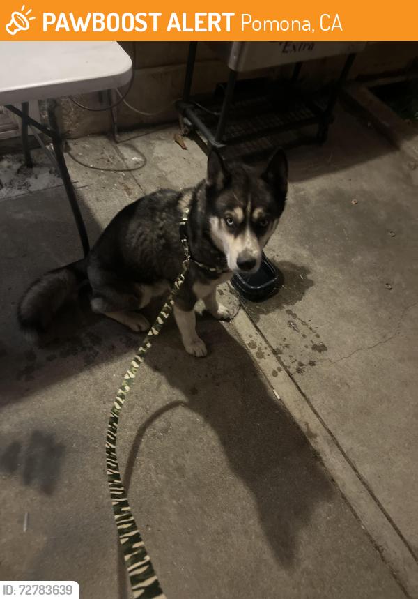 Found/Stray Unknown Dog last seen Near E first st. Pomona, Pomona, CA 91766