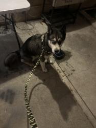 Found/Stray Unknown Dog last seen Near E first st. Pomona, Pomona, CA 91766