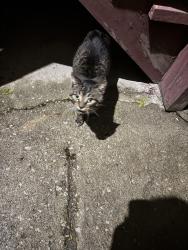 Found/Stray Unknown Cat last seen S washtenaw ave , Chicago, IL 60629