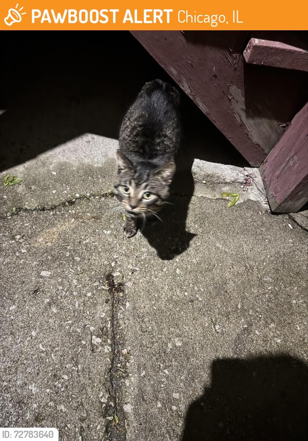 Found/Stray Unknown Cat last seen S washtenaw ave , Chicago, IL 60629