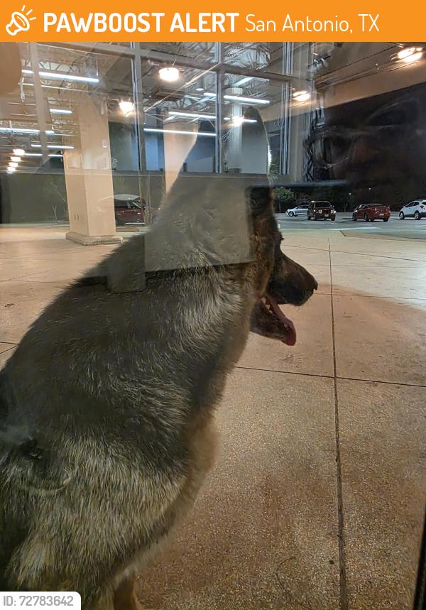 Found/Stray Unknown Dog last seen Golds gym valley hi, San Antonio, TX 78227