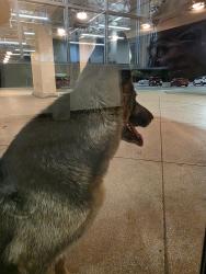 Found/Stray Unknown Dog last seen Golds gym valley hi, San Antonio, TX 78227
