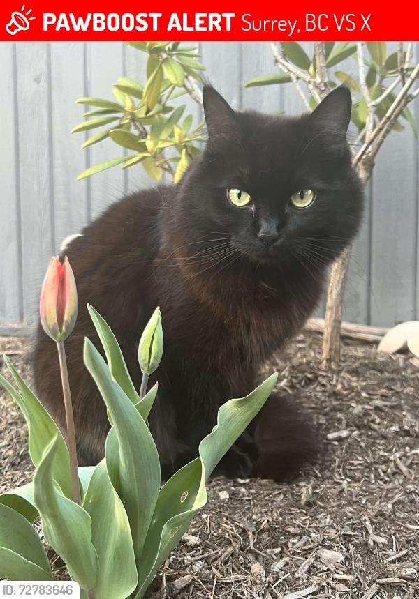 Lost Female Cat last seen 168th and 57A, Surrey, BC V3S 3X6