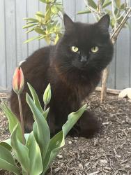 Lost Female Cat last seen 168th and 57A, Surrey, BC V3S 3X6