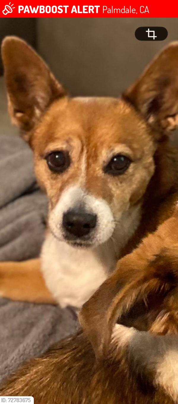 Lost Female Dog last seen Gainsborough drive, Palmdale, CA, Palmdale, CA 93551