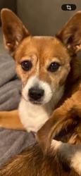 Lost Female Dog last seen Gainsborough drive, Palmdale, CA, Palmdale, CA 93551