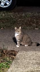 Found/Stray Unknown Cat last seen State Street and Sturm Avenue, Indianapolis, IN 46201