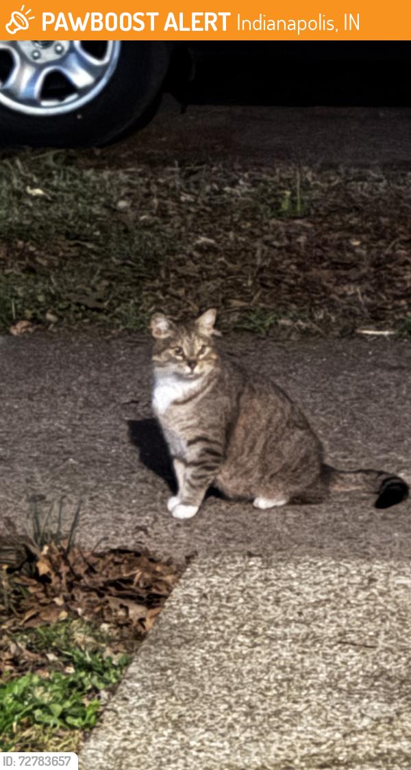 Found/Stray Unknown Cat last seen State Street and Sturm Avenue, Indianapolis, IN 46201