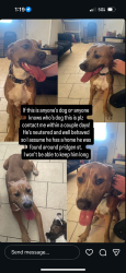 Found/Stray Male Dog last seen parkway animal hosp, Panama City, FL 32404