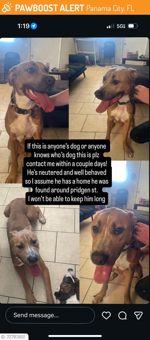 Found/Stray Male Dog last seen parkway animal hosp, Panama City, FL 32404