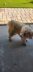 Found/Stray Male Dog last seen North las vegas, North Las Vegas, NV 89031