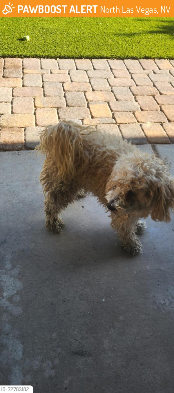 Found/Stray Male Dog last seen North las vegas, North Las Vegas, NV 89031