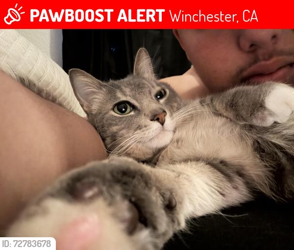 Lost Male Cat last seen umbria ln winchester, Winchester, CA 92596