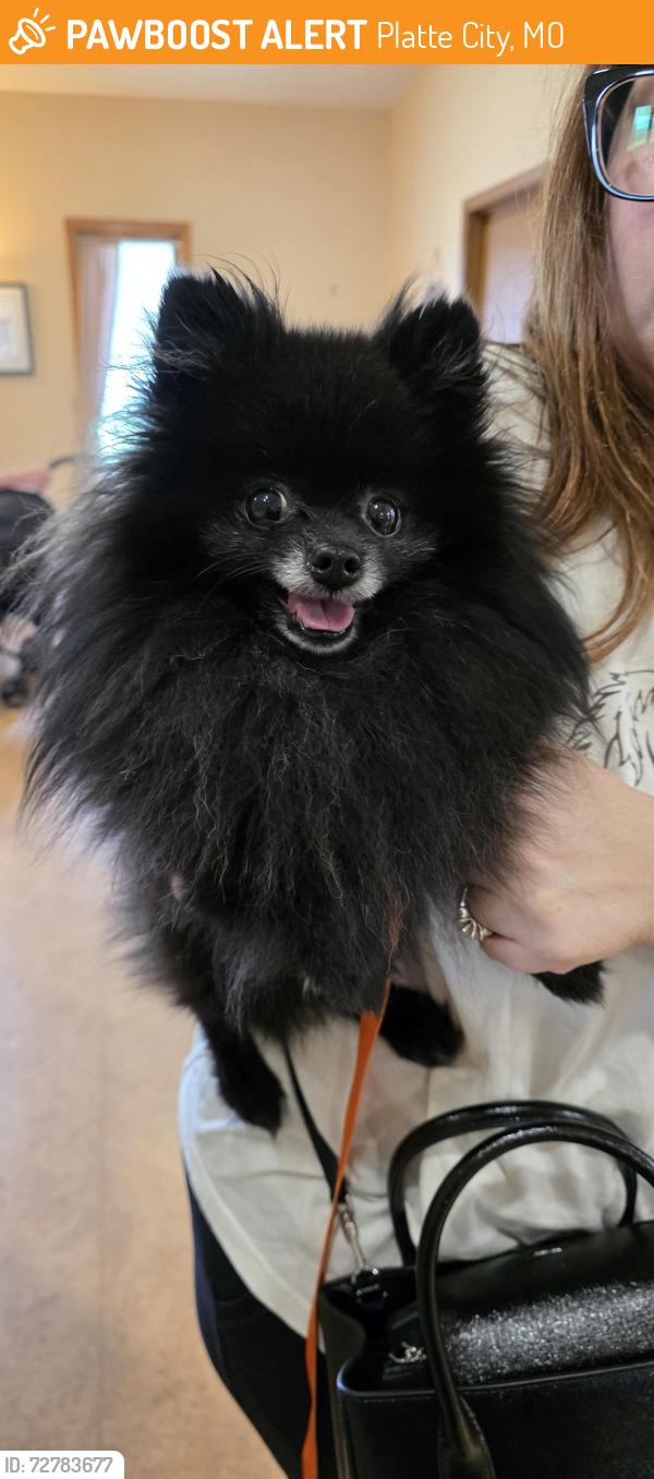 Found/Stray Male Dog last seen Near Hwy and H, Platte City, MO 64079