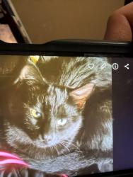 Lost Male Cat last seen King st and 19th st 80904, Colorado Springs, CO 80904