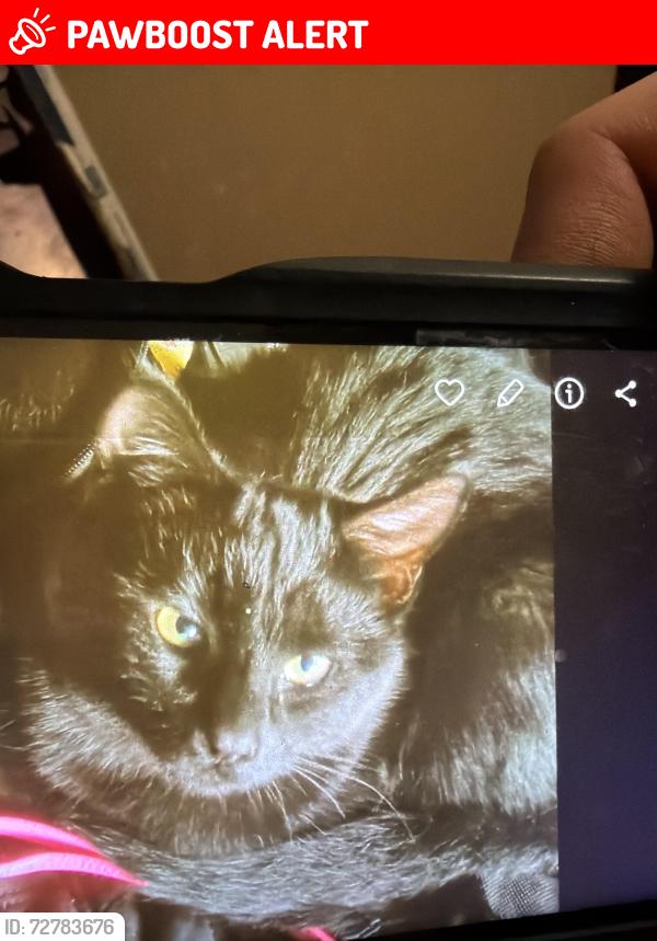 Lost Male Cat last seen King st and 19th st 80904, Colorado Springs, CO 80904
