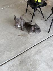 Lost Female Dog last seen Peach/Florence, Fresno, CA 93725