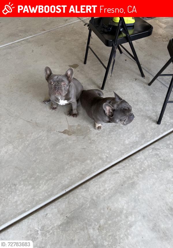 Lost Female Dog last seen Peach/Florence, Fresno, CA 93725