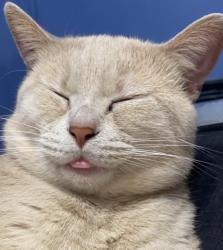 Lost Male Cat last seen Pace family farms, Archer Lodge, NC 27527