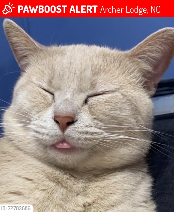 Lost Male Cat last seen Pace family farms, Archer Lodge, NC 27527