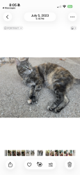 Lost Female Cat last seen Dearborn Blvd/Concordia circle , Sioux City, IA 51104