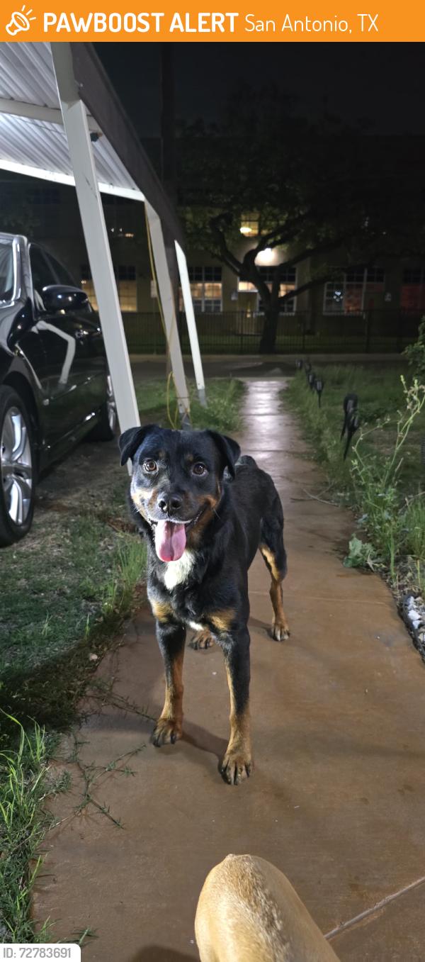 Found/Stray Male Dog last seen West and fresno by franklin elementary, San Antonio, TX 78201