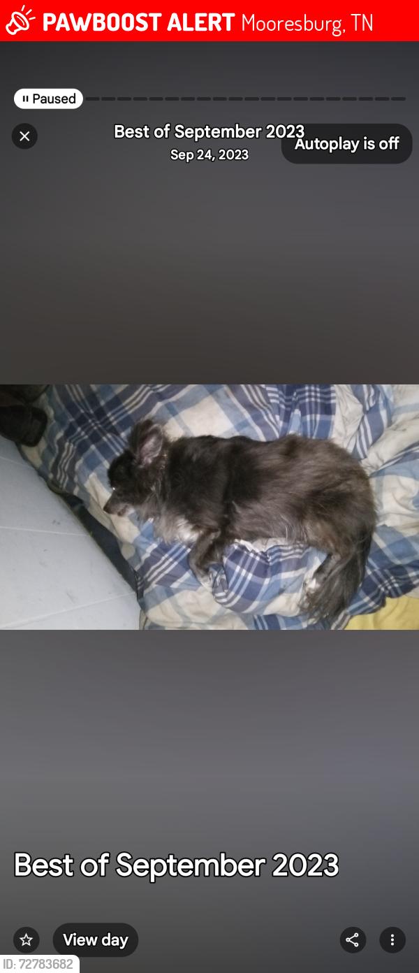 Lost Female Dog last seen Near county line Rd , Mooresburg, TN 37811