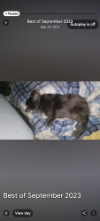 Lost Female Dog last seen Near county line Rd , Mooresburg, TN 37811