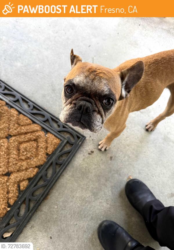 Found/Stray Female Dog last seen Avalon & Gates, Fresno, CA 93722