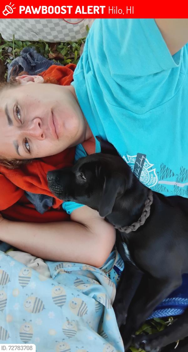 Lost Male Dog last seen Walmart , Hilo, HI 96720