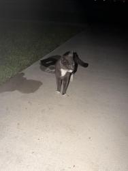 Found/Stray Unknown Cat last seen In Indian head community, Palm Beach County, FL 33428