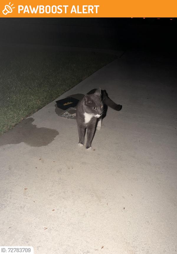 Found/Stray Unknown Cat last seen In Indian head community, Palm Beach County, FL 33428
