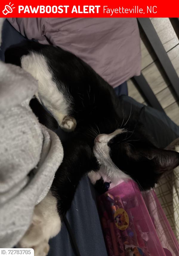 Lost Male Cat last seen Tokay park, Fayetteville, NC 28301