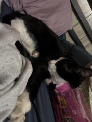 Lost Male Cat last seen Tokay park, Fayetteville, NC 28301