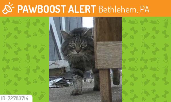 Found/Stray Male Cat last seen 13th Ave, Bethlehem, PA 18018