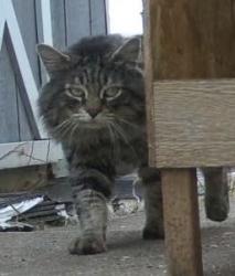 Found/Stray Male Cat last seen 13th Ave, Bethlehem, PA 18018