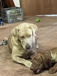 Lost Male Dog last seen Manzanita rd and legendale, Lakeside, CA 92040